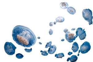 Underwater Jellyfish Scene Vinyl Car Decal Sticker – Waterproof & UV-Resistant 