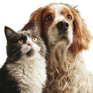 Cute Cat Dog Vinyl Car Decal Sticker – Waterproof & UV-Resistant 