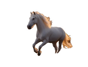 White Horse Running V3 Vinyl Car Decal Sticker – Waterproof & UV-Resistant White Horse Running V3 Vinyl Car Decal Sticker – Waterproof & UV-Resistant