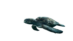 Sea Turtle Gliding Vinyl Car Decal Sticker – Waterproof & UV-Resistant 