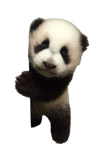 Panda Cub Escape Vinyl Car Decal Sticker – Waterproof & UV-Resistant 