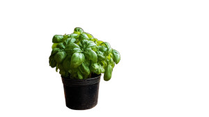 Urban Basil Gardening Vinyl Car Decal Sticker – Waterproof & UV-Resistant 