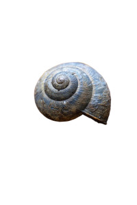 Spiral Snail Shell Vinyl Car Decal Sticker – Waterproof & UV-Resistant 