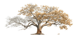 Dying Tree Illustration Vinyl Car Decal Sticker – Waterproof & UV-Resistant 