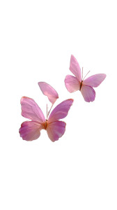 Pink Dreamy Butterflies V2 Vinyl Car Decal Sticker – Waterproof & UV-Resistant Pink Dreamy Butterflies V2 Vinyl Car Decal Sticker – Waterproof & UV-Resistant