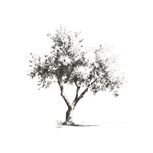Olive Tree Sketch Vinyl Car Decal Sticker – Waterproof & UV-Resistant Olive Tree Sketch Vinyl Car Decal Sticker – Waterproof & UV-Resistant