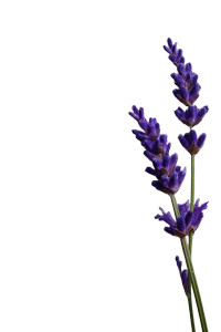 Lavender Branch Vinyl Car Decal Sticker – Waterproof & UV-Resistant Lavender Branch Vinyl Car Decal Sticker – Waterproof & UV-Resistant