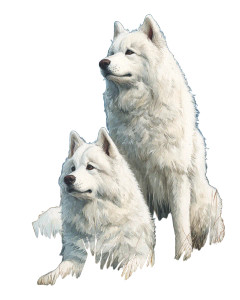 Samoyed Dogs Duo Vinyl Car Decal Sticker – Waterproof & UV-Resistant 