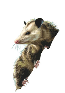 Virginia Opossum Vinyl Car Decal Sticker – Waterproof & UV-Resistant  Virginia Opossum Vinyl Car Decal Sticker – Waterproof & UV-Resistant