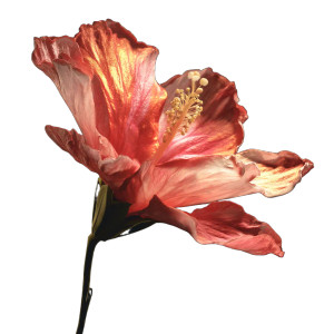 Flower V9 Vinyl Car Decal Sticker – Waterproof & UV-Resistant  Flower V9 Vinyl Car Decal Sticker – Waterproof & UV-Resistant