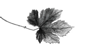 Grapevine Leaf Illustration Vinyl Car Decal Sticker – Waterproof & UV-Resistant 