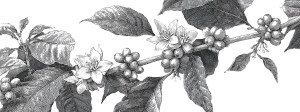 Coffee Plant Illustration Vinyl Car Decal Sticker – Waterproof & UV-Resistant Coffee Plant Illustration Vinyl Car Decal Sticker – Waterproof & UV-Resistant