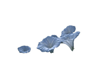 Moonflower Night Scene Vinyl Car Decal Sticker – Waterproof & UV-Resistant 