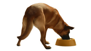 Caramel Mutt Eating Vinyl Car Decal Sticker – Waterproof & UV-Resistant 