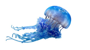 Blue Jellyfish Swim Vinyl Car Decal Sticker – Waterproof & UV-Resistant 