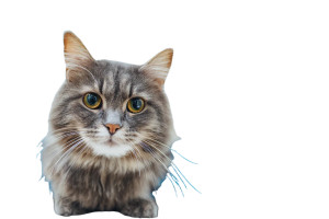 Veterinarian Examining Cat Vinyl Car Decal Sticker – Waterproof & UV-Resistant Veterinarian Examining Cat Vinyl Car Decal Sticker – Waterproof & UV-Resistant