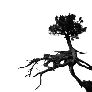 Twisted Tree Roots V2 Vinyl Car Decal Sticker – Waterproof & UV-Resistant 
