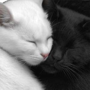 Cute Cat Hug Vinyl Car Decal Sticker – Waterproof & UV-Resistant 