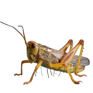 Nanotech Grasshopper Drone Vinyl Car Decal Sticker – Waterproof & UV-Resistant 