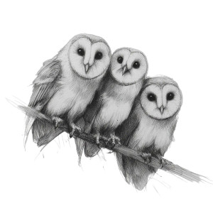 Cute Barn Owls Vinyl Car Decal Sticker – Waterproof & UV-Resistant 