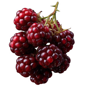 Deep Red Blackberry Vinyl Car Decal Sticker – Waterproof & UV-Resistant 