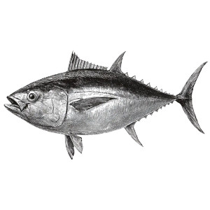 Vintage Tuna Art Vinyl Car Decal Sticker – Waterproof & UV-Resistant Vintage Tuna Art Vinyl Car Decal Sticker – Waterproof & UV-Resistant