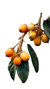 Ripe Loquat Fruit Vinyl Car Decal Sticker – Waterproof & UV-Resistant Ripe Loquat Fruit Vinyl Car Decal Sticker – Waterproof & UV-Resistant