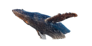 Breaching Humpback Whale Vinyl Car Decal Sticker – Waterproof & UV-Resistant 