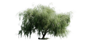 Small Willow Tree Vinyl Car Decal Sticker – Waterproof & UV-Resistant 