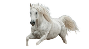 Arabian Champion Stallion Vinyl Car Decal Sticker – Waterproof & UV-Resistant 