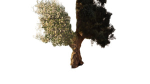 Dying Tree Contrast Vinyl Car Decal Sticker – Waterproof & UV-Resistant 