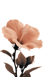Peach Hibiscus Vinyl Car Decal Sticker – Waterproof & UV-Resistant 