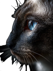 Siamese Cat Close-Up Vinyl Car Decal Sticker – Waterproof & UV-Resistant 