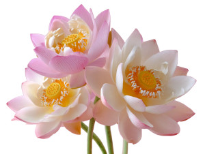 Lotus Flower Cluster Vinyl Car Decal Sticker – Waterproof & UV-Resistant Lotus Flower Cluster Vinyl Car Decal Sticker – Waterproof & UV-Resistant