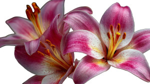 Lily Flowers Close Vinyl Car Decal Sticker – Waterproof & UV-Resistant Lily Flowers Close Vinyl Car Decal Sticker – Waterproof & UV-Resistant