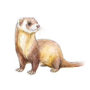 Brown Ferret Art Vinyl Car Decal Sticker – Waterproof & UV-Resistant 