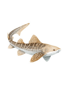 Zebra Shark Vinyl Car Decal Sticker – Waterproof & UV-Resistant 
