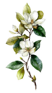 Magnolia Branch Illustration Vinyl Car Decal Sticker – Waterproof & UV-Resistant 