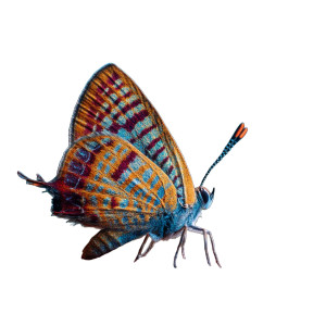 Colorful Butterfly Perched Vinyl Car Decal Sticker – Waterproof & UV-Resistant 