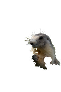 Marmot With Flowers Vinyl Car Decal Sticker – Waterproof & UV-Resistant 