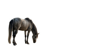 Majestic Horse Gaze Vinyl Car Decal Sticker – Waterproof & UV-Resistant 