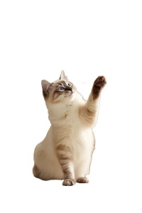 Siamese Cat Playing Vinyl Car Decal Sticker – Waterproof & UV-Resistant 