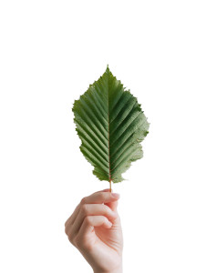 Green Chestnut Leaf Vinyl Car Decal Sticker – Waterproof & UV-Resistant Green Chestnut Leaf Vinyl Car Decal Sticker – Waterproof & UV-Resistant