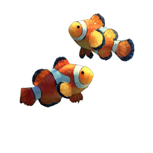 Clownfish And Crab Vinyl Car Decal Sticker – Waterproof & UV-Resistant Clownfish And Crab Vinyl Car Decal Sticker – Waterproof & UV-Resistant