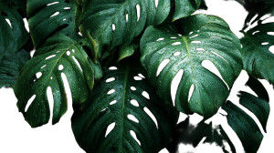 Monstera Leaf Wall Vinyl Car Decal Sticker – Waterproof & UV-Resistant Monstera Leaf Wall Vinyl Car Decal Sticker – Waterproof & UV-Resistant