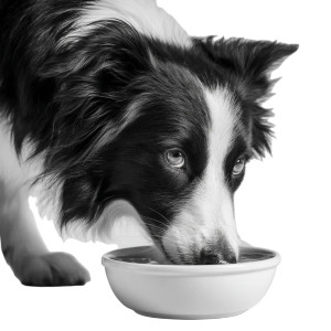 Border Collie Drinking Vinyl Car Decal Sticker – Waterproof & UV-Resistant 