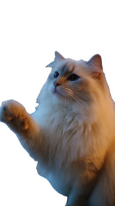 Fluffy Ragdoll Cat V4 Vinyl Car Decal Sticker – Waterproof & UV-Resistant Fluffy Ragdoll Cat V4 Vinyl Car Decal Sticker – Waterproof & UV-Resistant