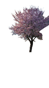 Blooming Pink Tree Vinyl Car Decal Sticker – Waterproof & UV-Resistant 
