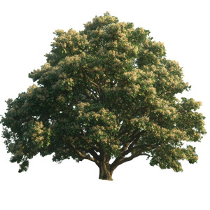 Majestic Linden Tree Vinyl Car Decal Sticker – Waterproof & UV-Resistant 