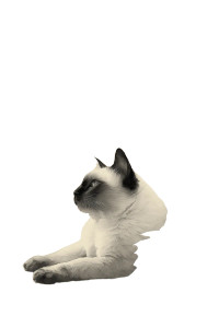 Siamese Cat Portrait V2 Vinyl Car Decal Sticker – Waterproof & UV-Resistant 